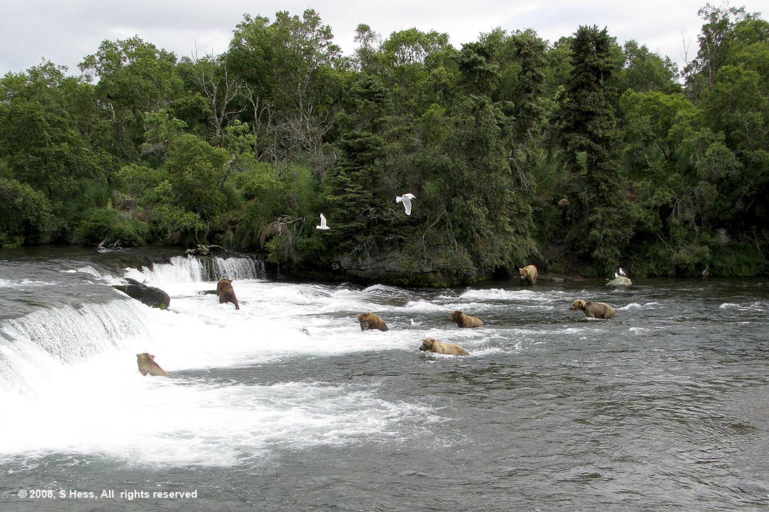 Bears fishing at Brooks Falls
